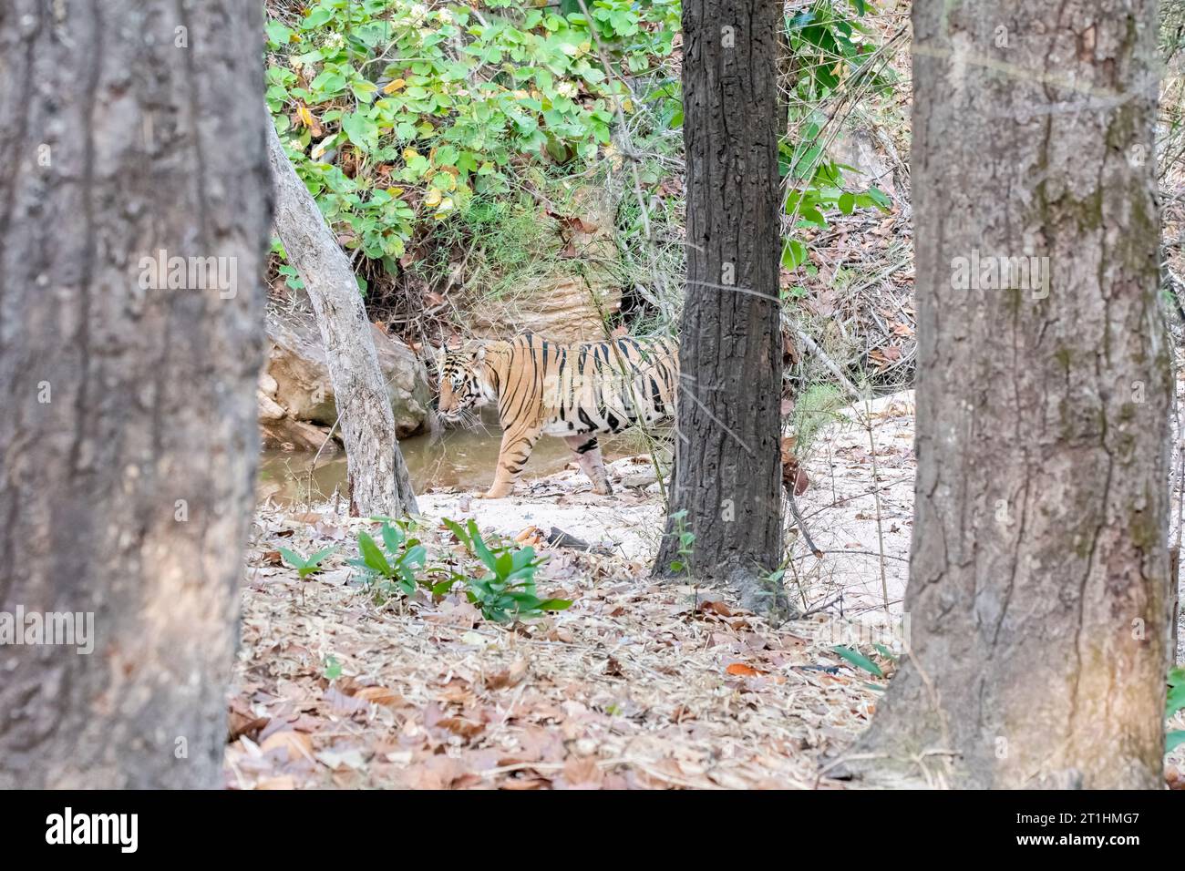 A sub-adult tiger walking towards the waterhole on a hot summer afternoon inside Bandhavgarh Tiger reserve during safari drive Stock Photo