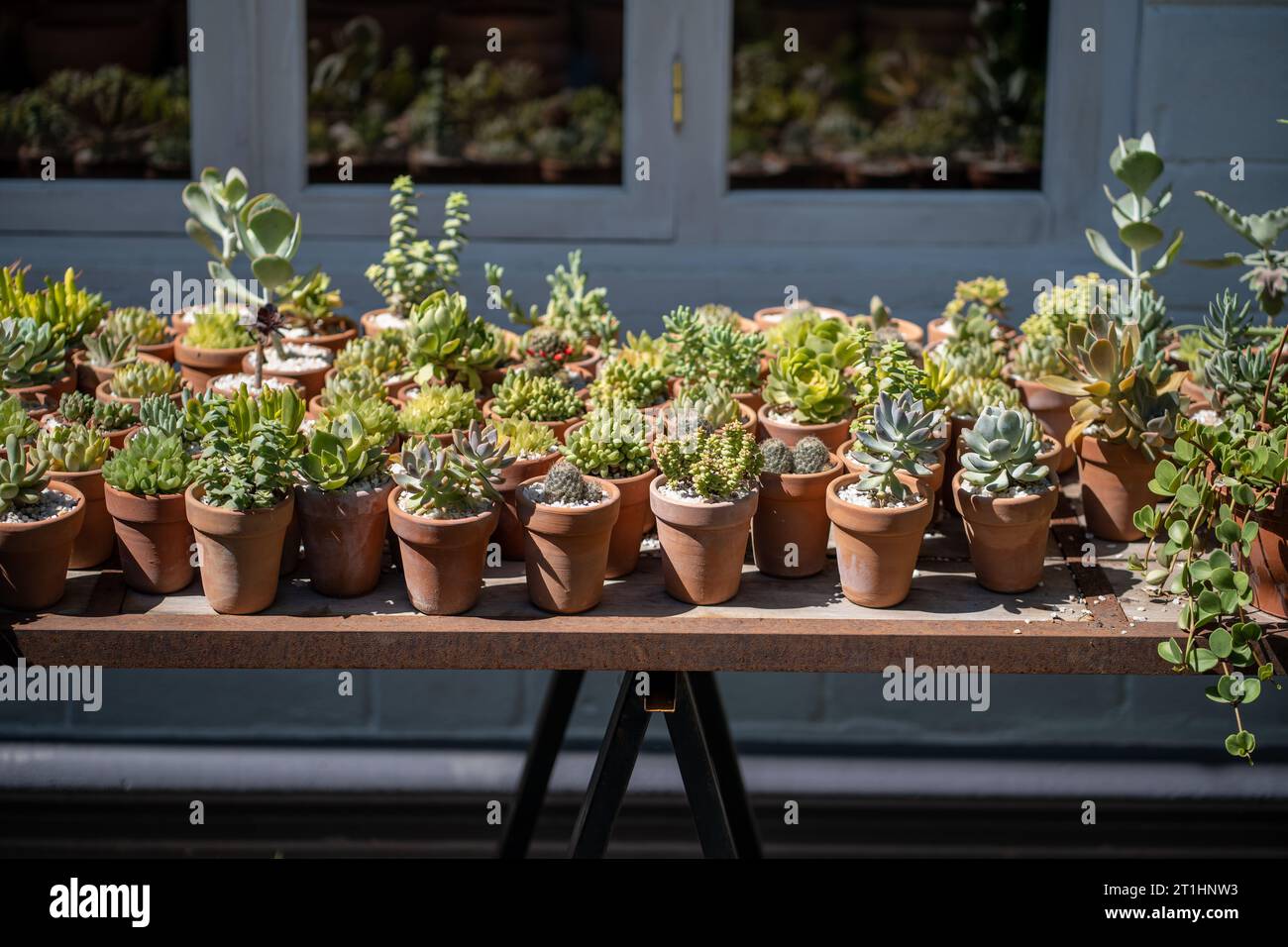 Small shop selling plants in open air. Wide variety of succulents in