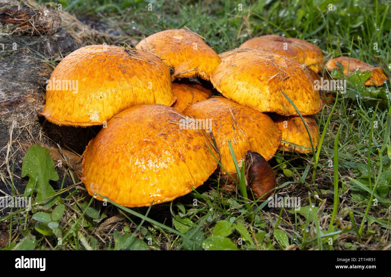 A common and conspicuous fungus often found on deadwood and rotting stumps. The Sulphur Tuft or Clustered Woodlover is toxic and can cause vomiting. Stock Photo
