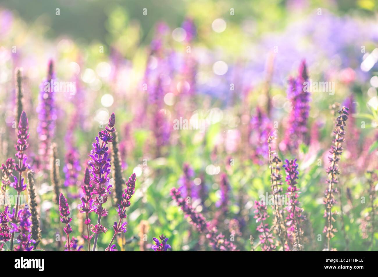 Beautiful purple sage flowers. natural background, meadow with flowers Stock Photo