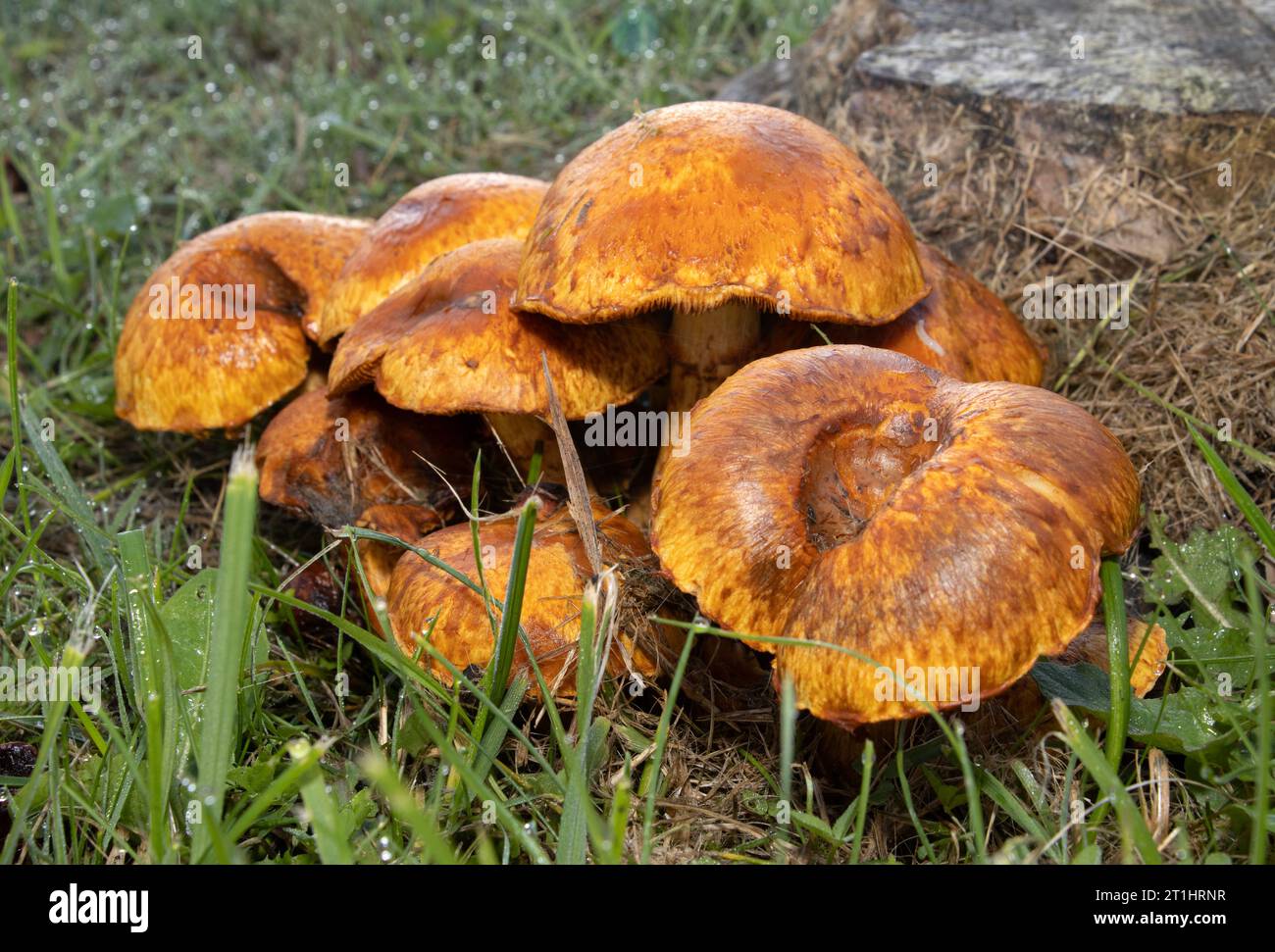 A common and conspicuous fungus often found on deadwood and rotting stumps. The Sulphur Tuft or Clustered Woodlover is toxic and can cause vomiting. Stock Photo