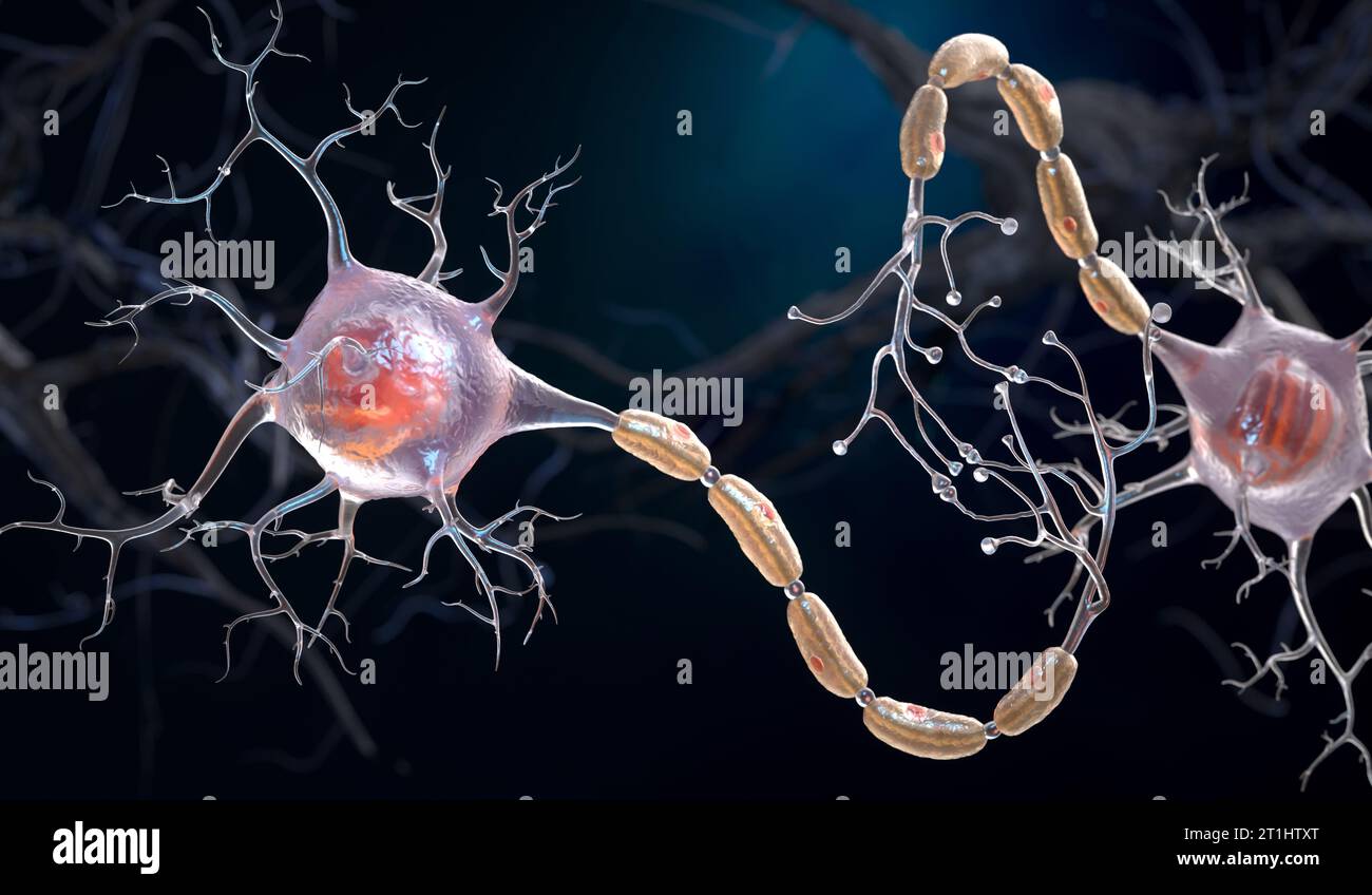Neurons also known as neurones or nerve cells. Neurons transmit information between different parts of the brain and between the brain and the rest of Stock Photo