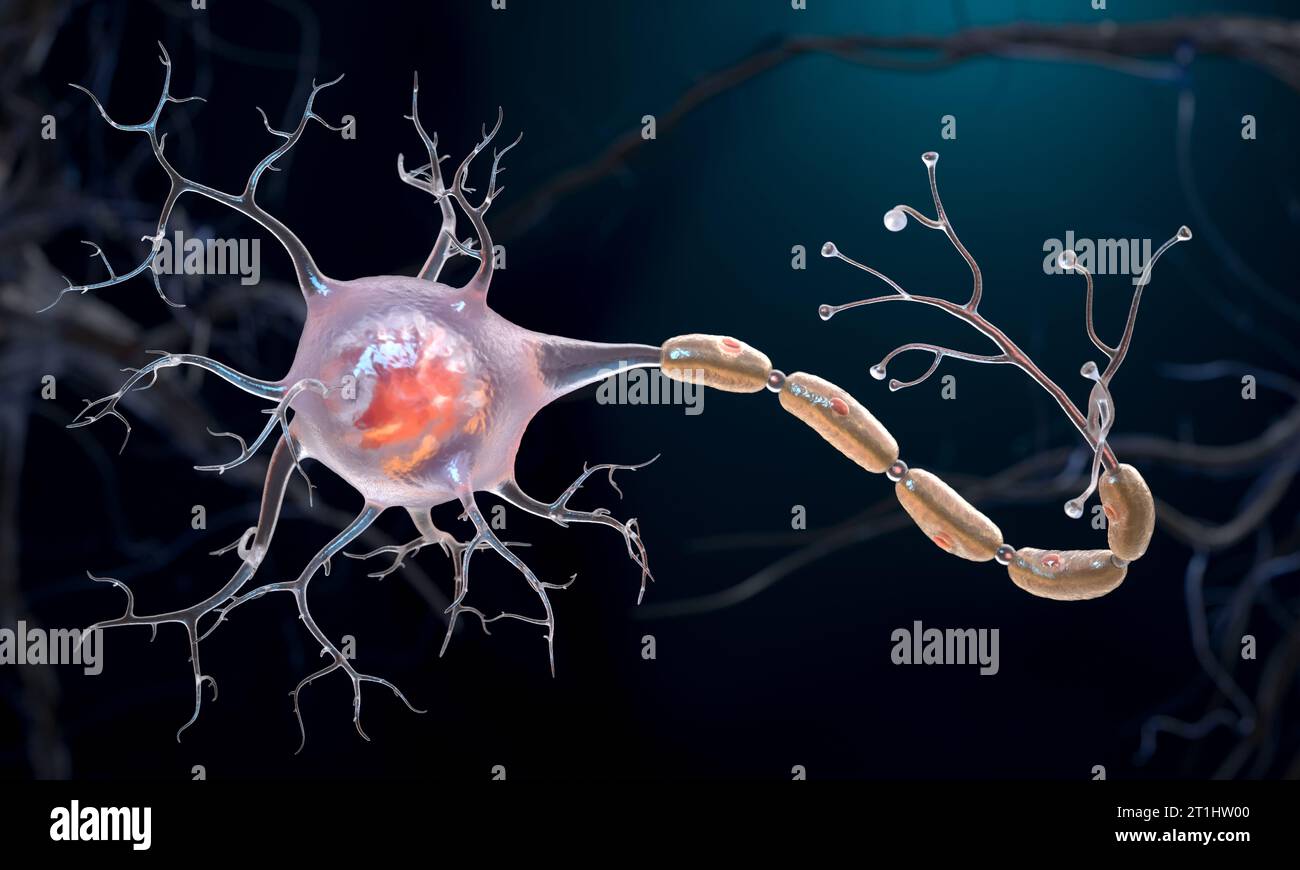 Neurons also known as neurones or nerve cells. Neurons transmit information between different parts of the brain and between the brain and the rest of Stock Photo