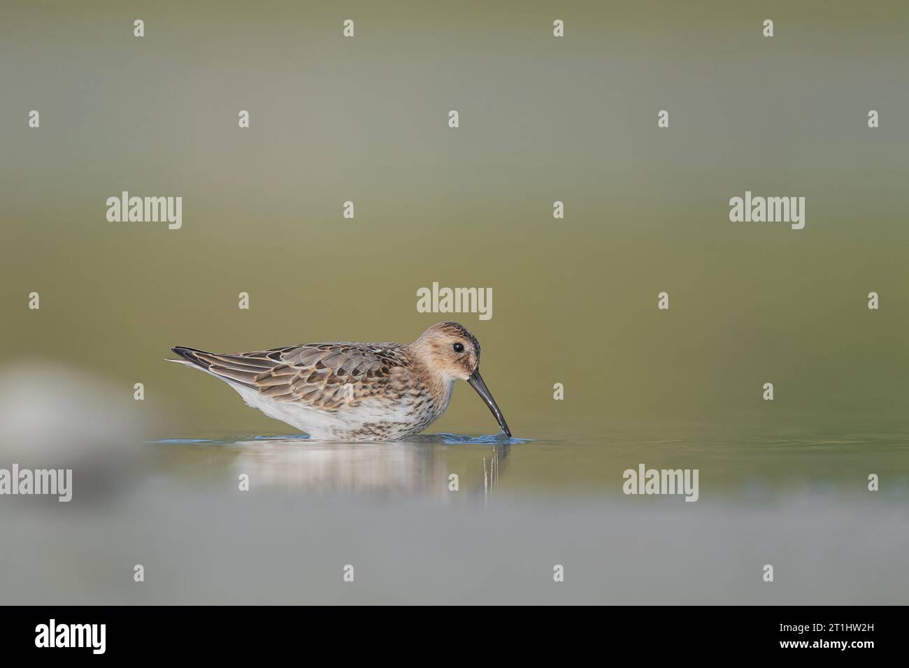 Hunting in the shallow waters, the Dunlin (Calidris alpina) Stock Photo