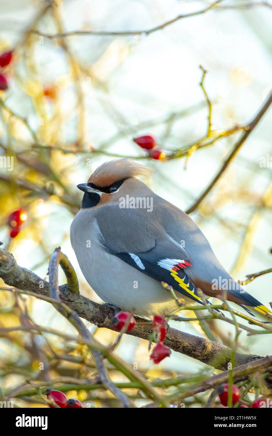 The Bohemian waxwing, Bombycilla garrulus, migratory bird is a rare visitor in the Netherlands that attracts a lot of bird spotters. Stock Photo