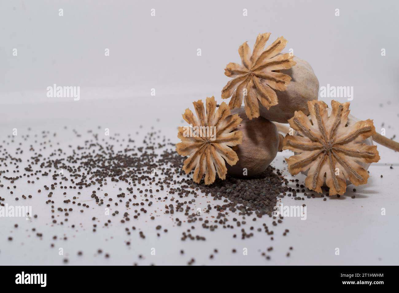 Poppy and poppy seeds Stock Photo - Alamy