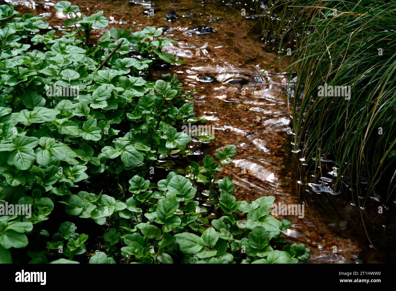 Watercress, Nasturtium officinale, watercress, culinary herb, Karlovy Vary, Czech Republic Stock Photo