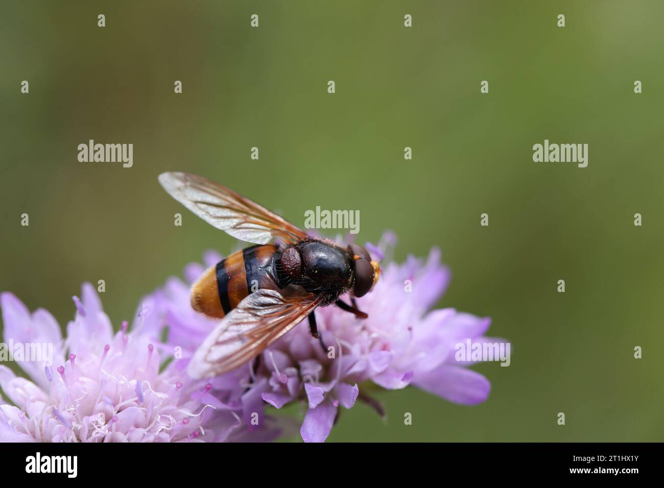 Hornet mimic hoverfly sitting on a flower pollinating it Stock Photo