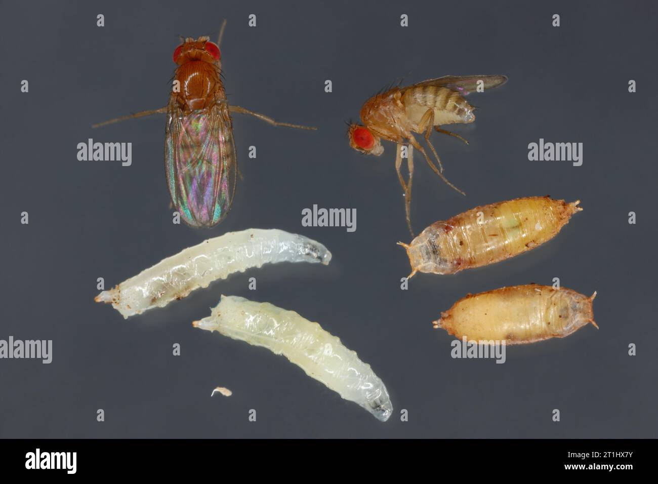 Vinegar fly, fruit fly (Drosophila melanogaster). All life stages egg