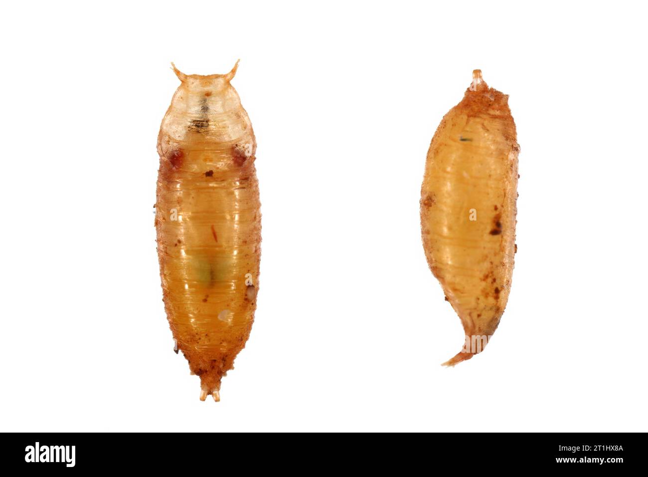Drosophila melanogaster pupa hires stock photography and images Alamy