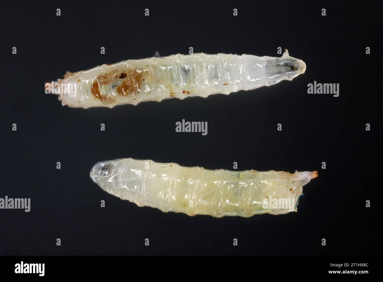 Vinegar fly, fruit fly (Drosophila melanogaster). Larvae in various