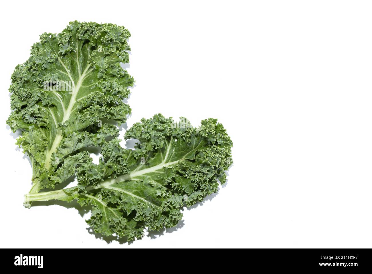 Two green leaves of the super nutritious vegetable called Kale, isolated on white background, copy space Stock Photo