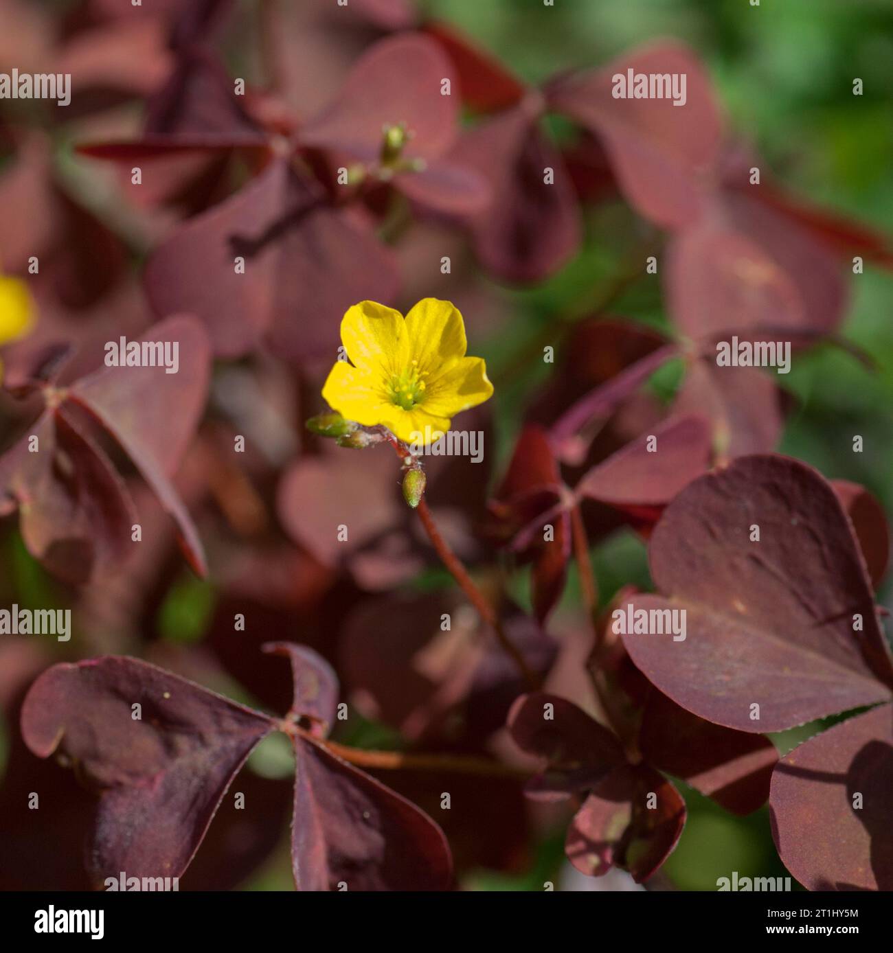 YELLOW OXALIS creeping woodsorrel Stock Photo Alamy