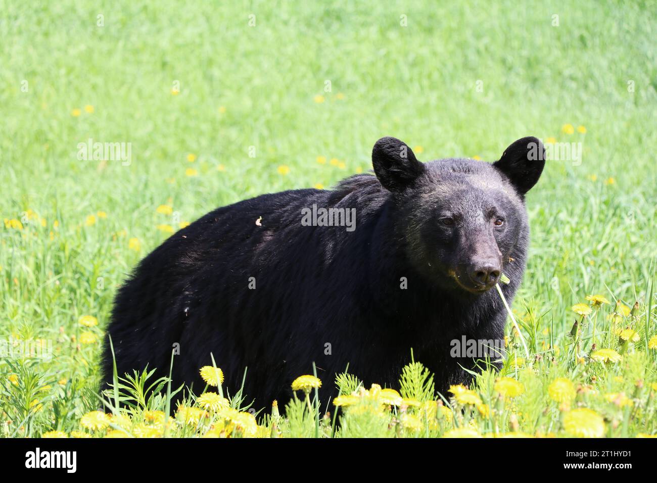Curious black bear cub standing in tall grass, Waterton National Park