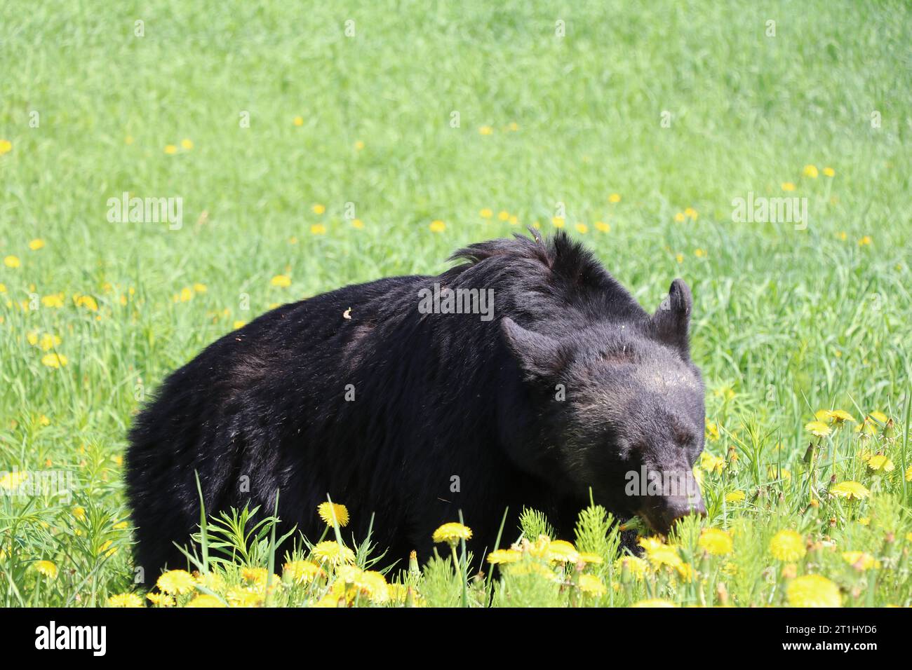 Curious black bear cub standing in tall grass, Waterton National Park
