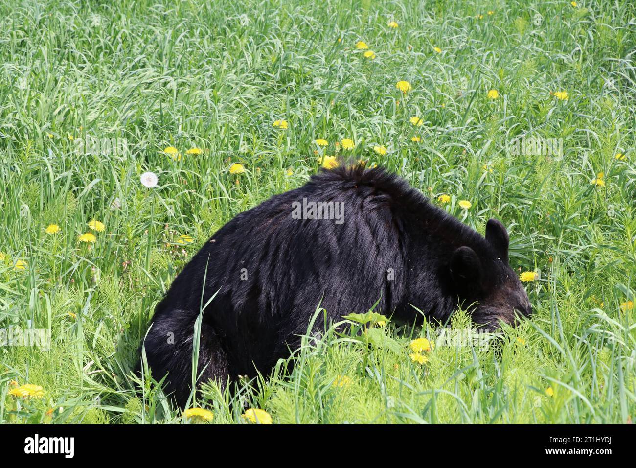 Curious black bear cub standing in tall grass, Waterton National Park