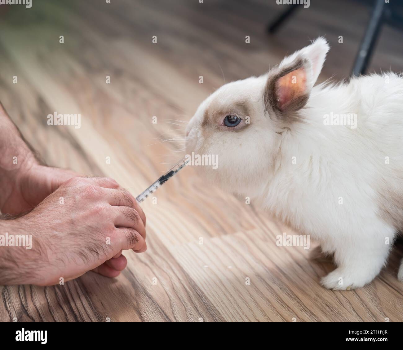 A man gives a rabbit medicine from a syringe. Bunny drinks from a ...
