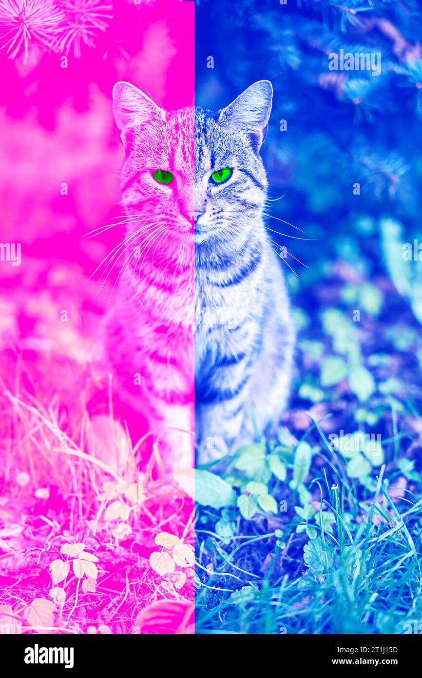 Neon cat hi-res stock photography and images - Alamy