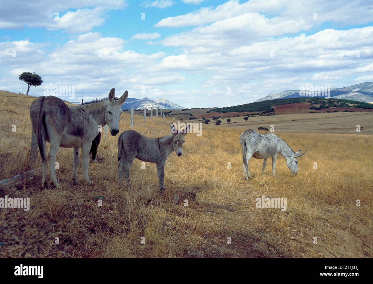 Donkeys in the countryside. Calzada de Calatrava, Ciudad Real province, Castilla La Mancha, Spain. Stock Photo