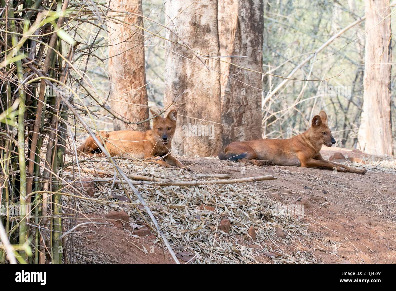 An indian wild dog aka Indian Dhole relaxing next to its kill inside Pench tiger reserve during a wildlife safari Stock Photo
