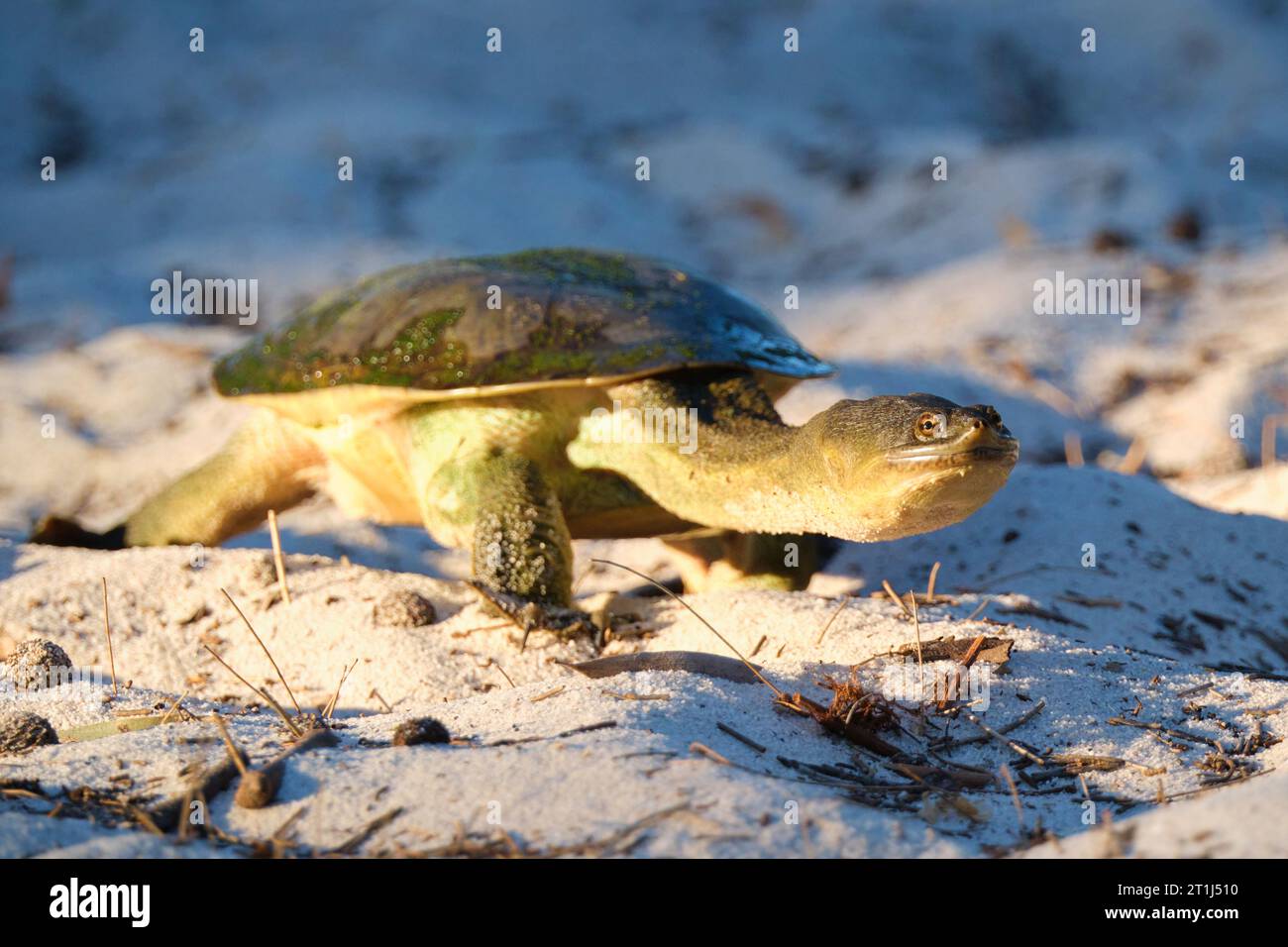 An Oblong Turtle, Chelodina oblonga, also known as Booyi, Longnecked