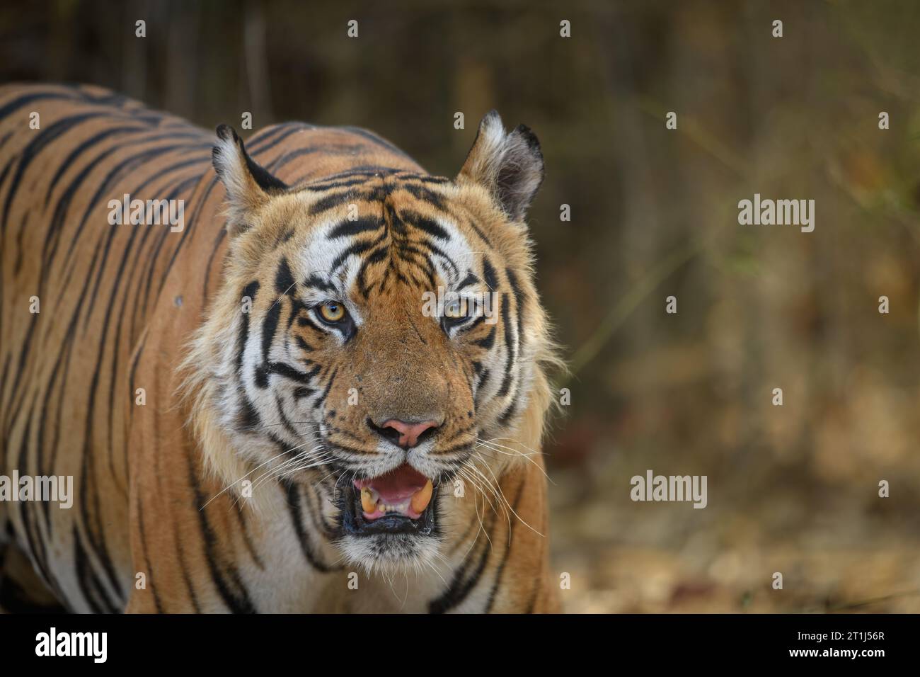 frontal portrait of a mature male tiger against dry bamboo forest background Stock Photo