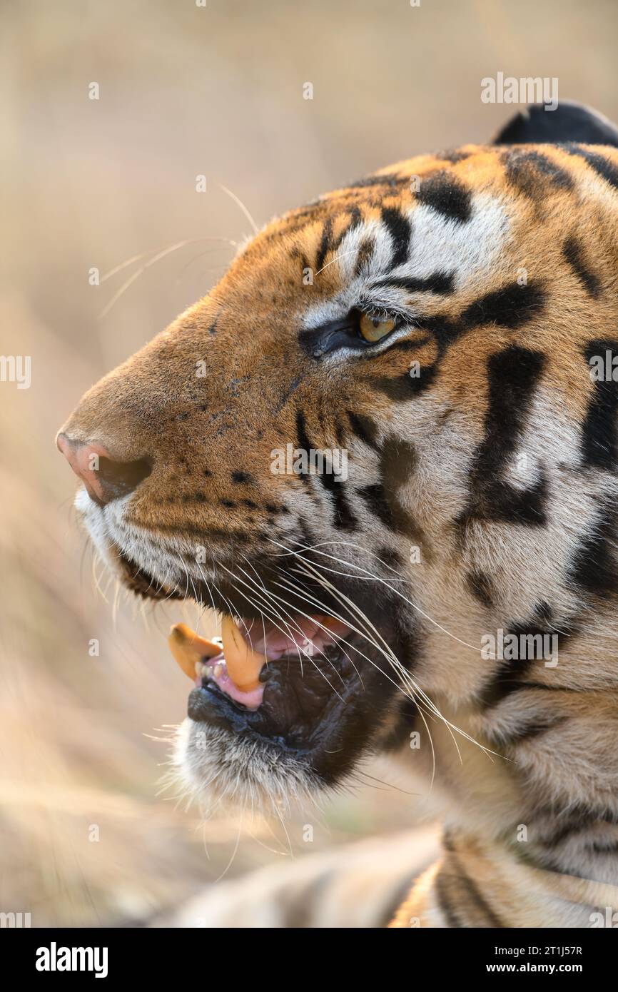 Close-up of the side profile of a mature male tiger from Bandhavgarh Stock Photo