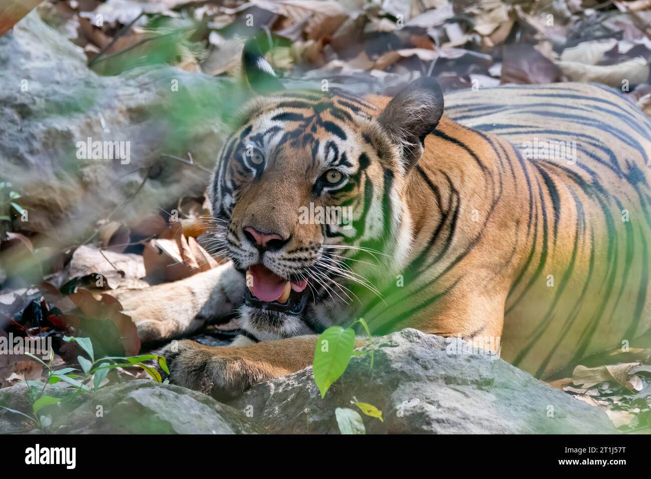 A sub-adult tiger relaxing in the shades of the tree on a hot summer afternoon inside Bandhavgarh Tiger reserve during safari drive Stock Photo
