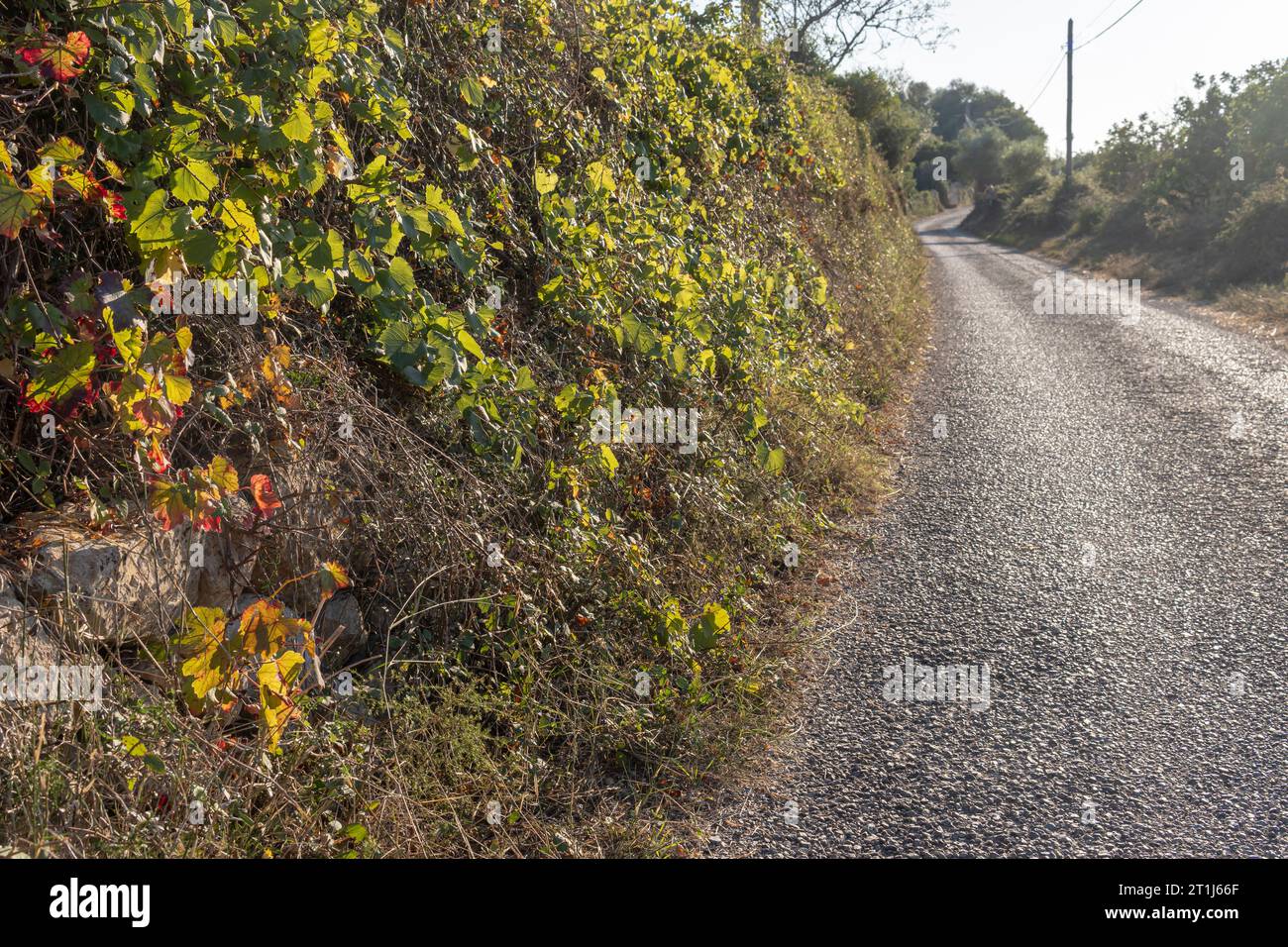 Close-up of wild Mediterranean sarsaparrilla, Smilax aspera, onm a rural road at sunset on the island of Mallorca, Spain Stock Photo