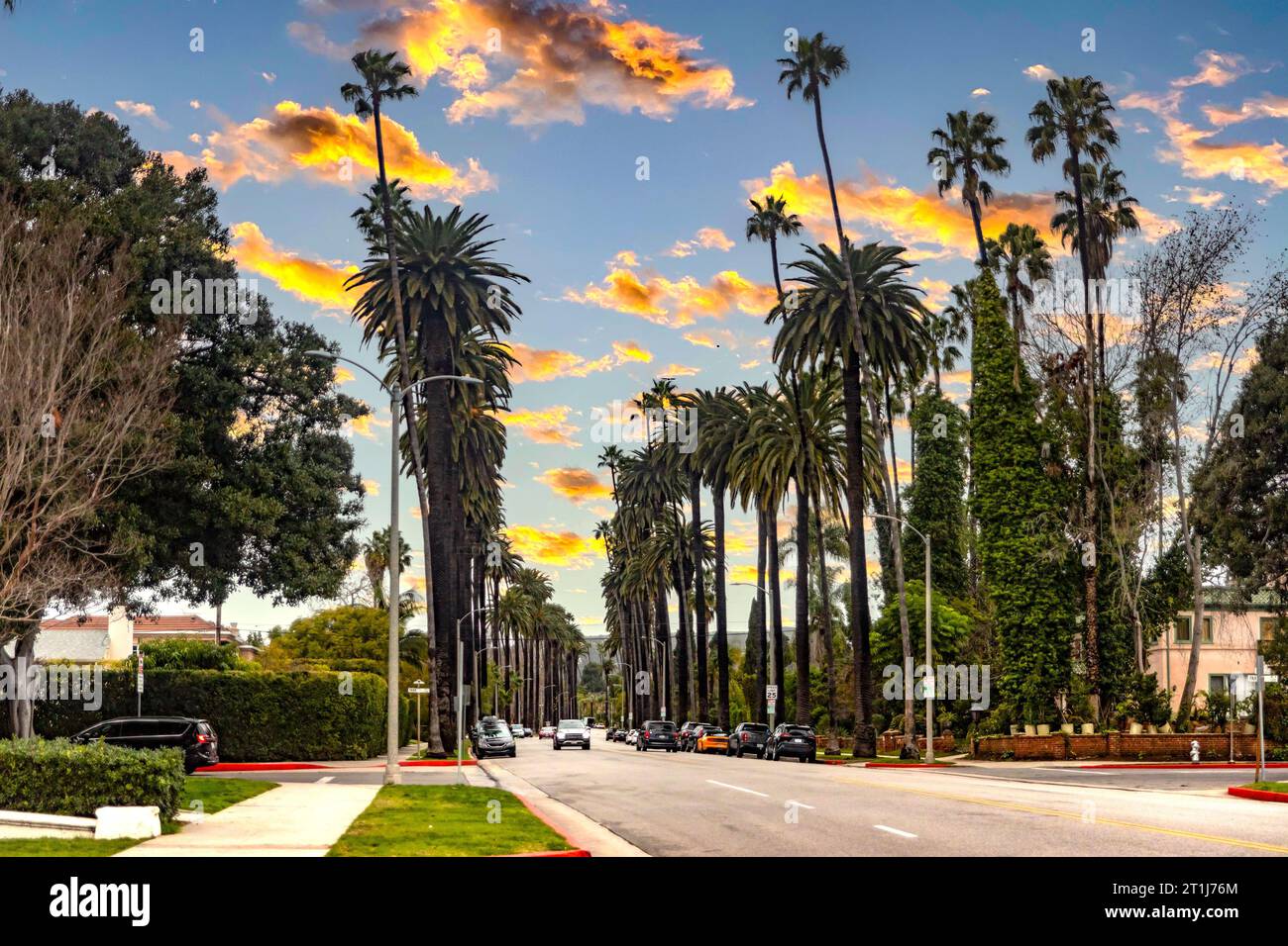 The famous avenue of palm trees, with very tall palm trees in Beverly Hills in Los Angeles, in