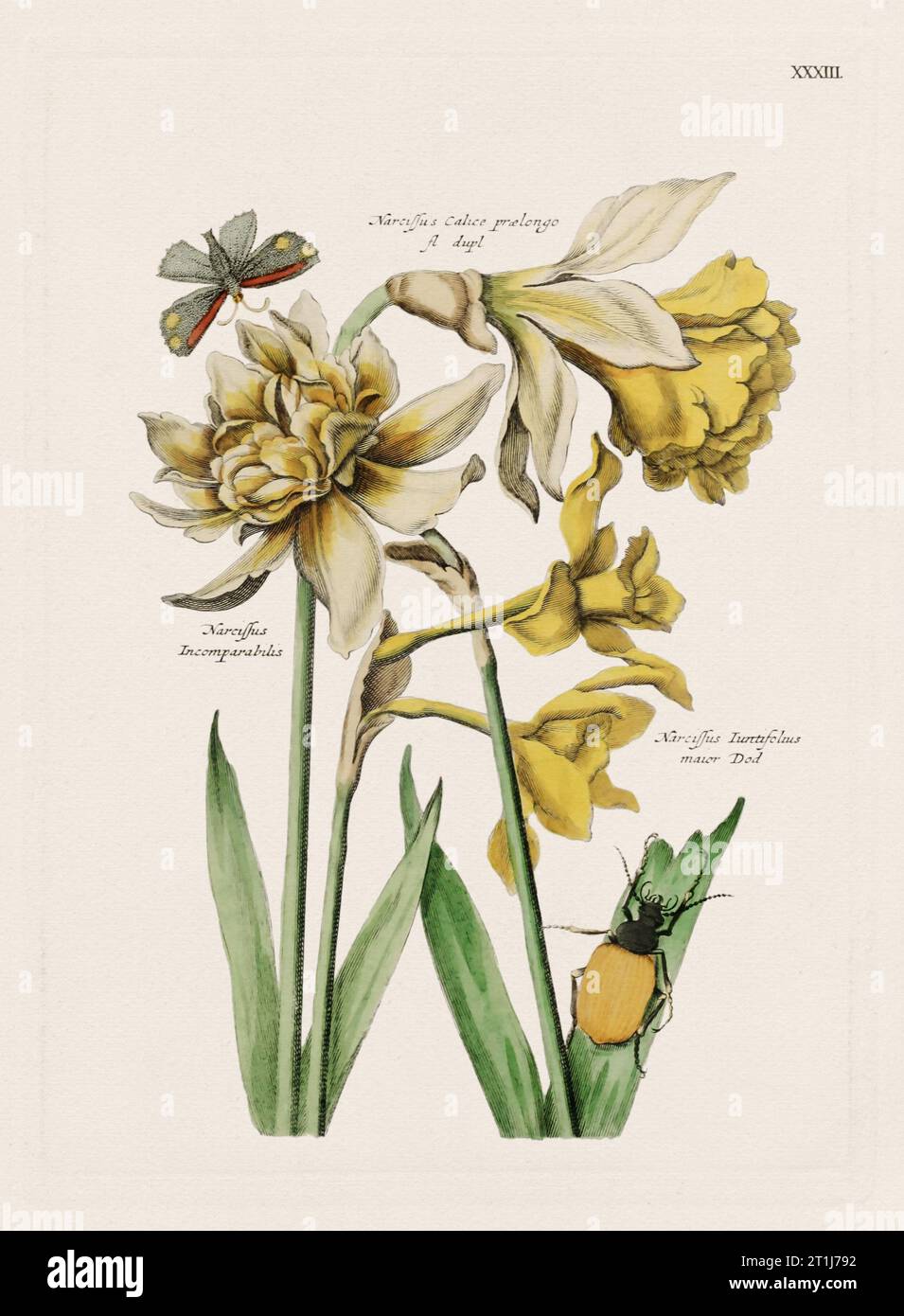 Flower illustration. Antique botanical flower artwork in full bloom