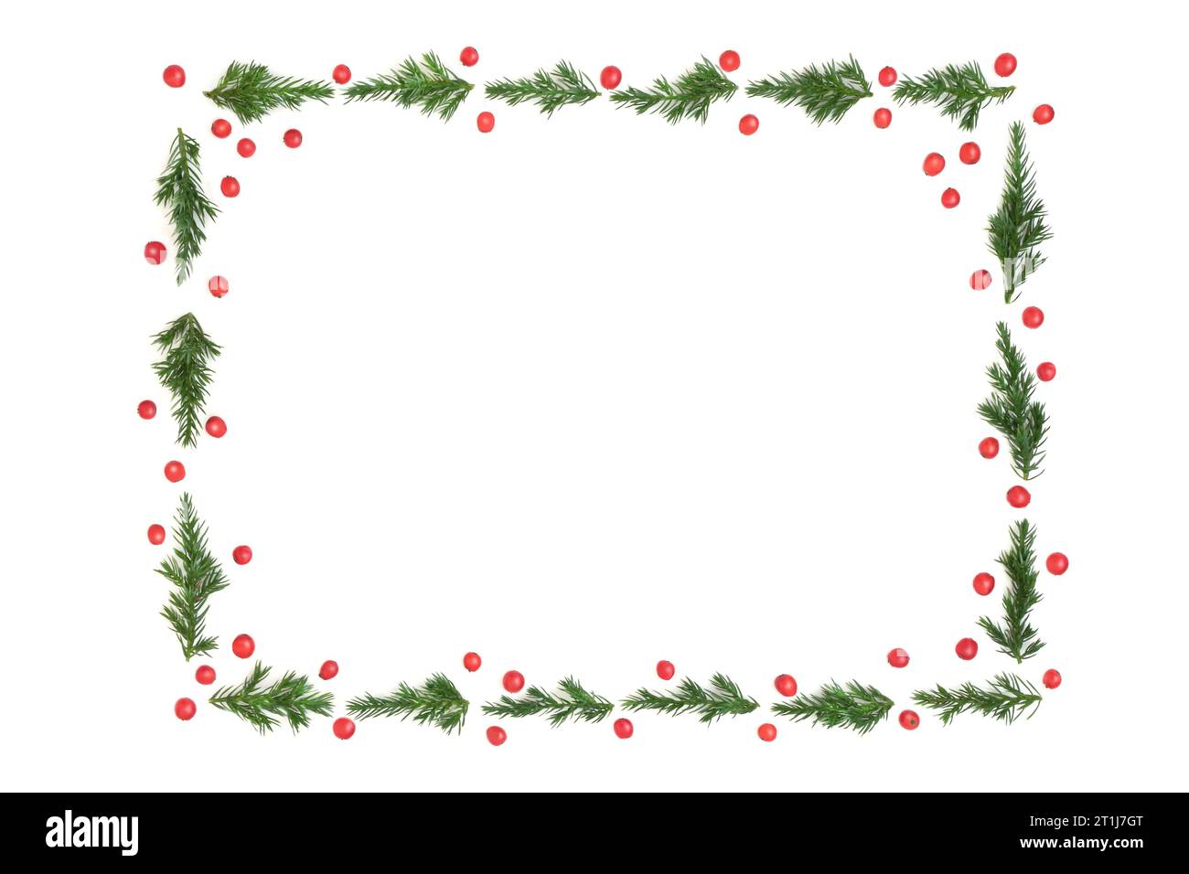 Juniper fir and holly berry winter greenery background border. Minimal
