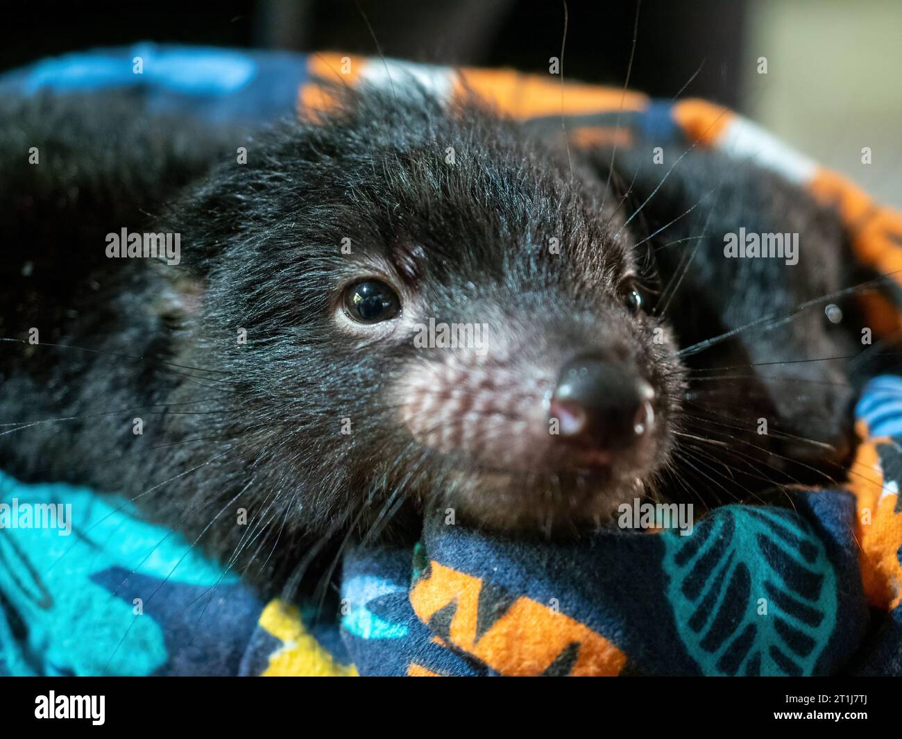 Tasmanian Devil joey being raised at Devils@Cradle in Cradle Mountain