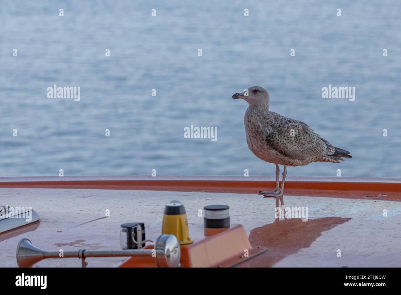 Perchin hi-res stock photography and images - Alamy