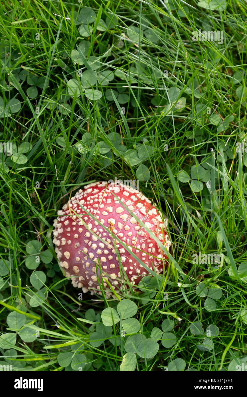 fly agaric mushroom amidst grass Stock Photo