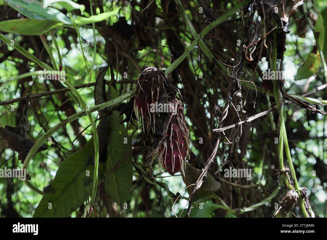 View of the aerial tubers of the purple variety of the Purple Yam (Dioscorea Alata) with the growing new roots hanging on the vine Stock Photo