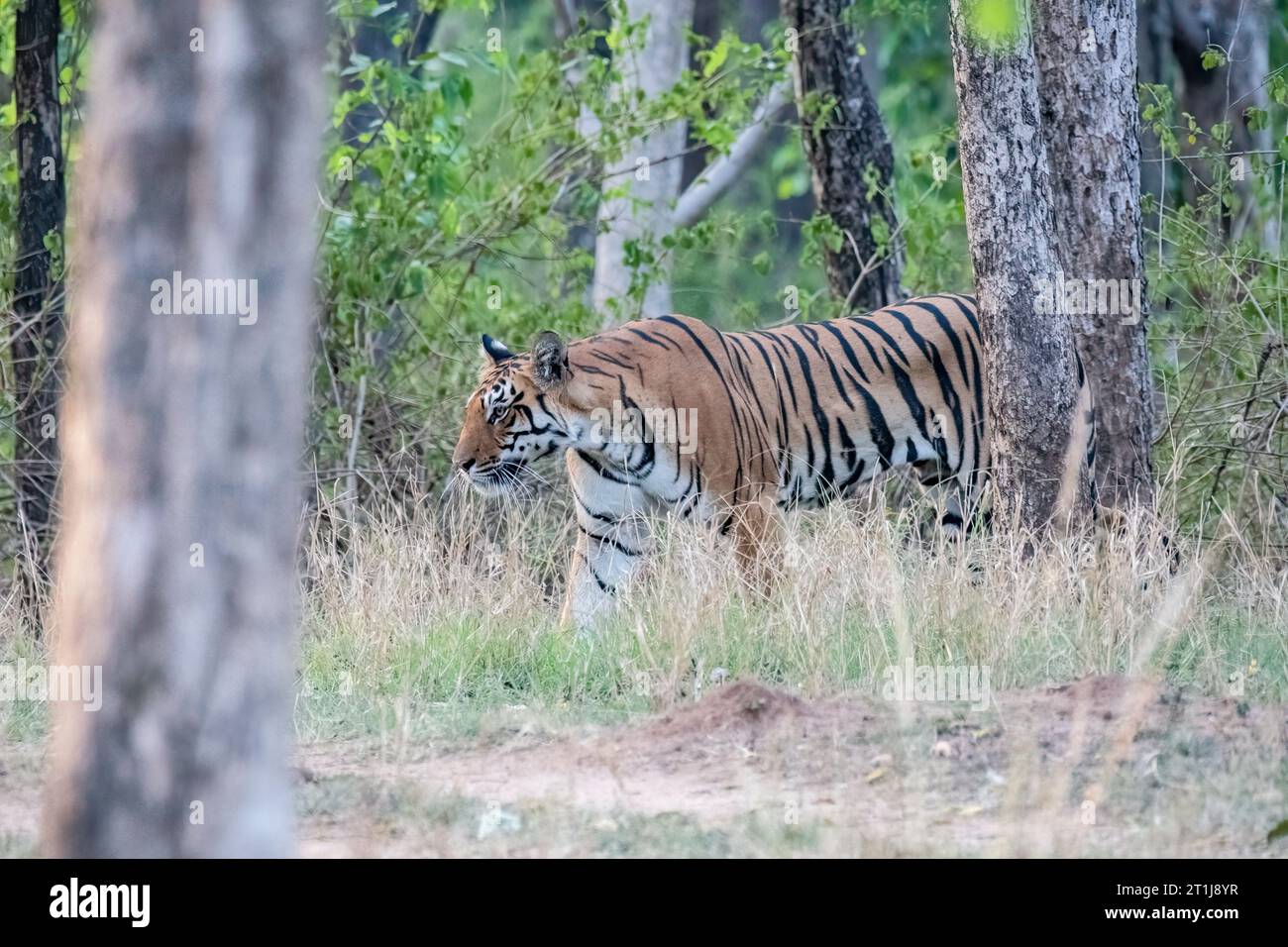 A dominant tigress exploring its territory by crossing the safari track on a hot summer afternoon inside the jungles of Pench National Park Stock Photo