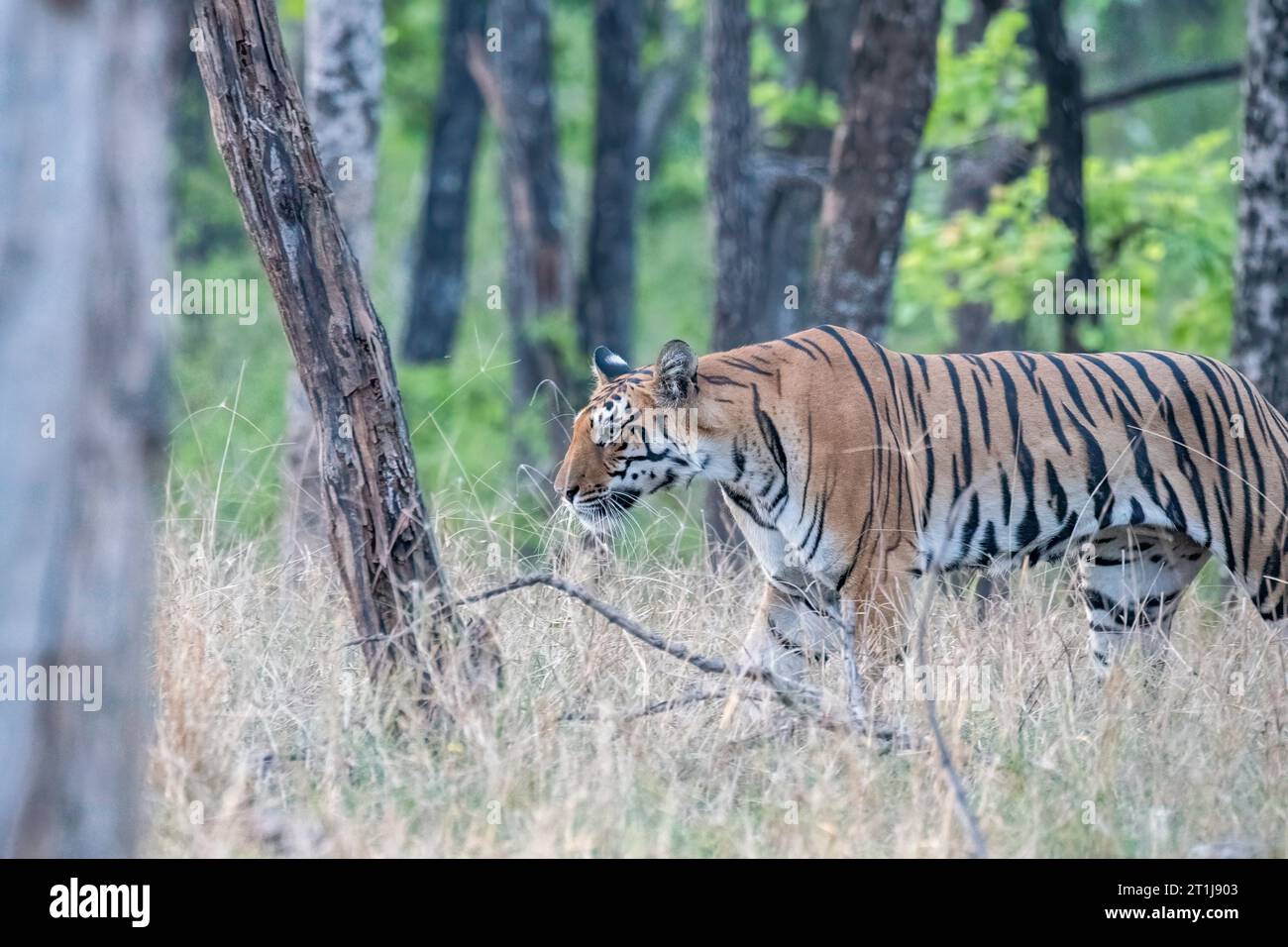 A dominant tigress exploring its territory by crossing the safari track on a hot summer afternoon inside the jungles of Pench National Park Stock Photo