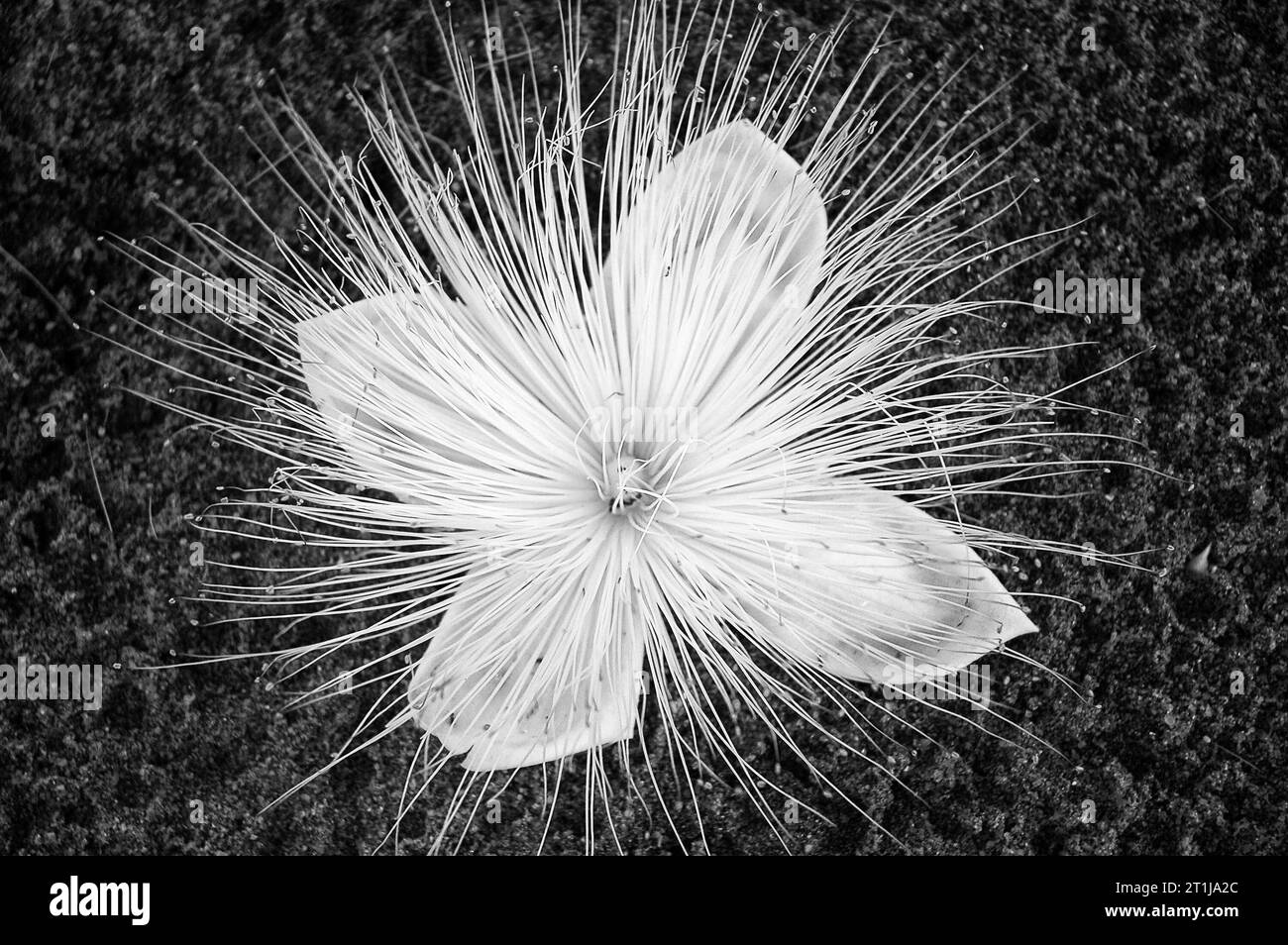 Barringtonia plants hi-res stock photography and images - Alamy