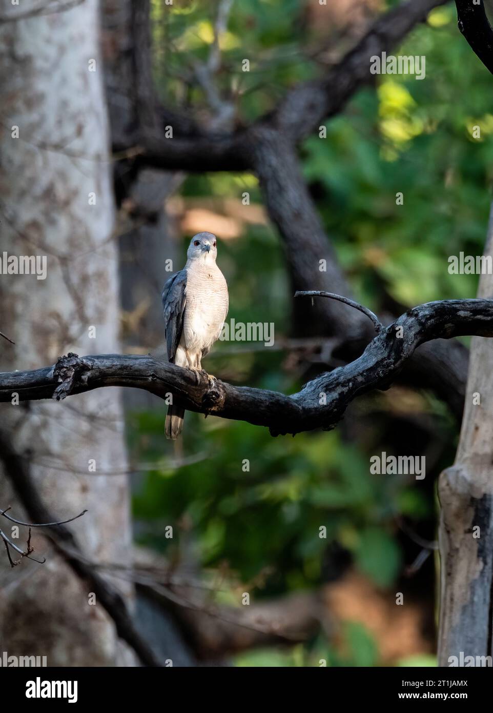 A Shikra bird perched on a tree branch inside Pench National Park during a wildlife safari Stock Photo
