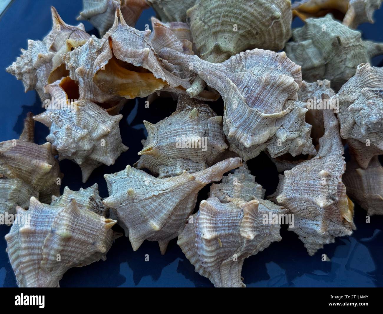 Bolinus brandaris or murici, Plate of seafood morsels with lemon, boiled sea snails, Mediterranean Food Stock Photo