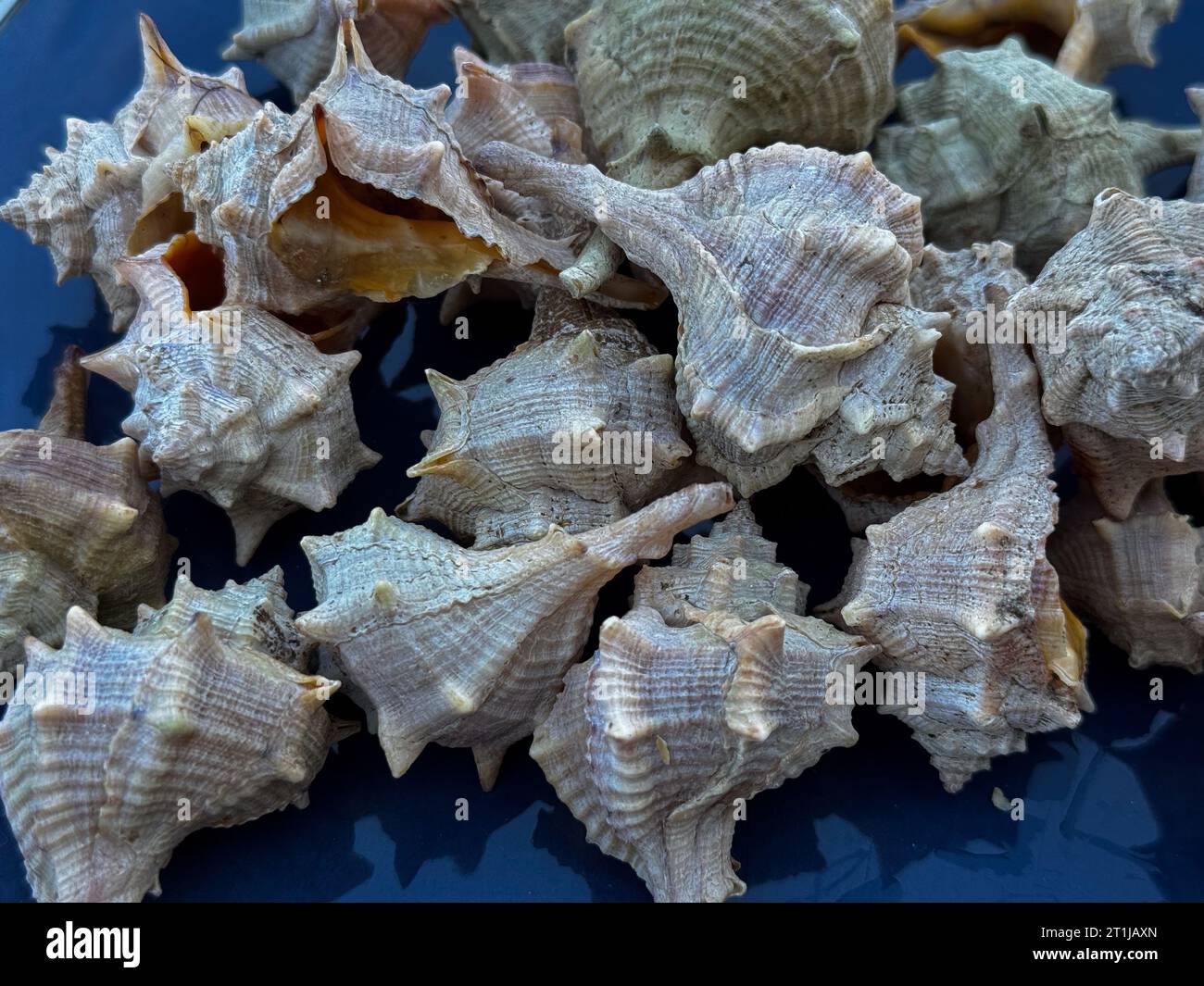 Bolinus brandaris or murici, Plate of seafood morsels with lemon, boiled sea snails, Mediterranean Food Stock Photo