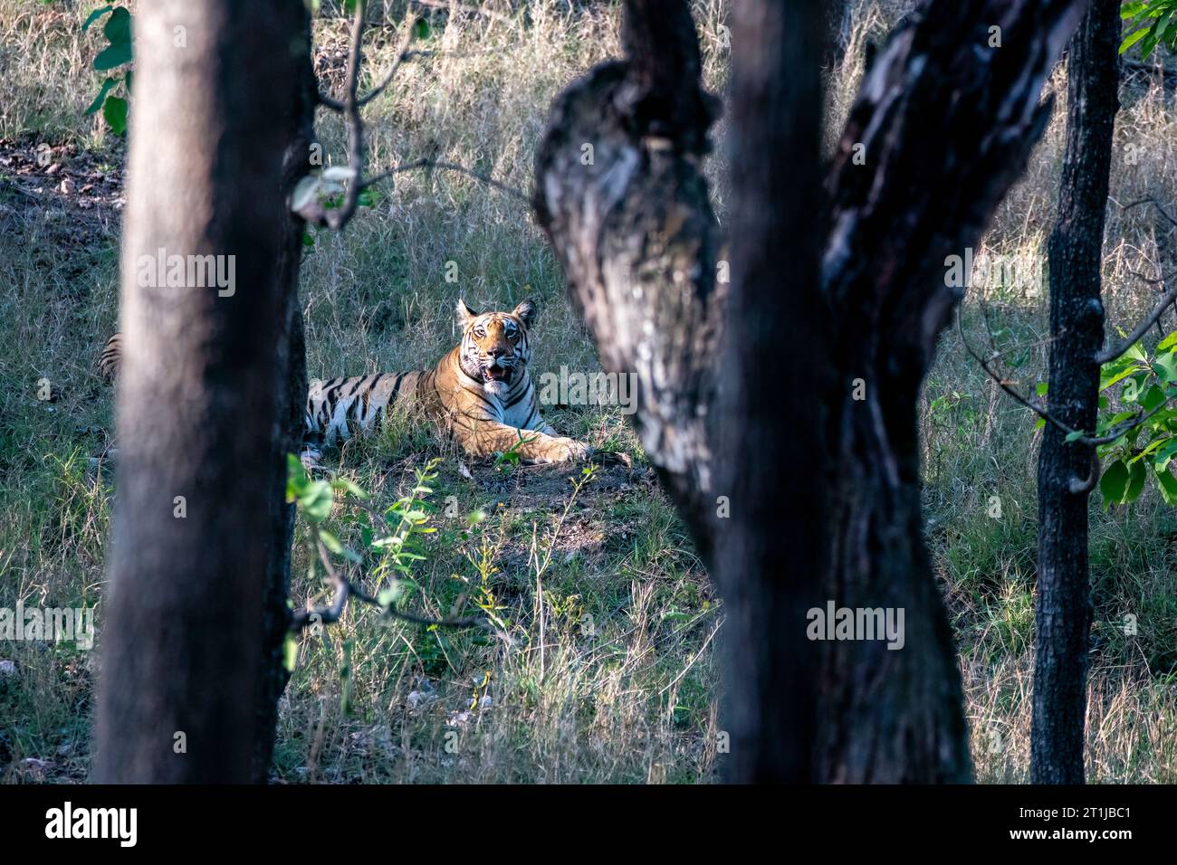 A dominant tigress relaxing in thick grasses on hot summer afternoon inside the jungles of Pench National Park during a wildlife safari Stock Photo