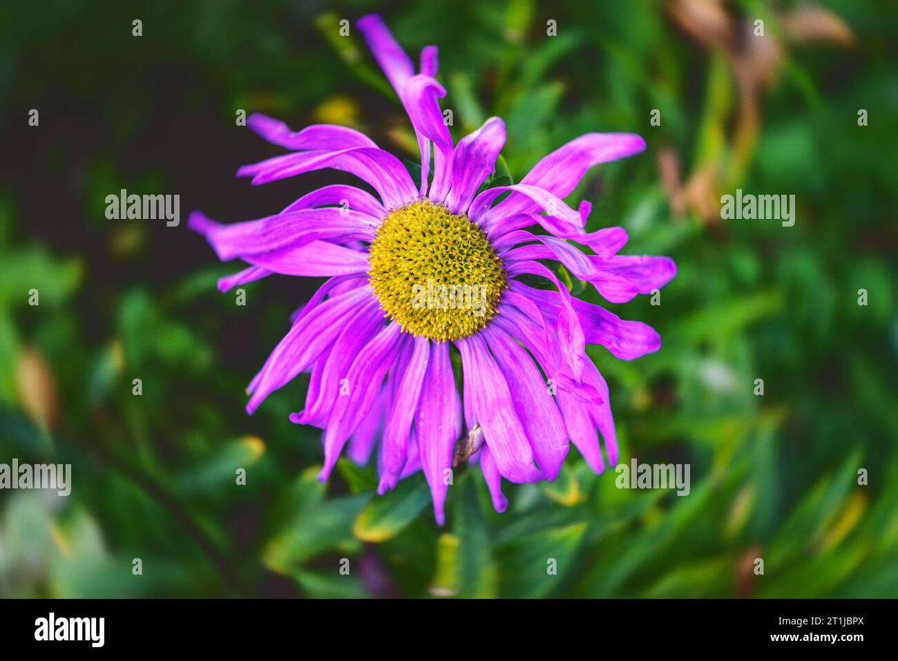 Closeup of flower of Aster alpinus in a garden in early autumn against diffused background close-up. Stock Photo