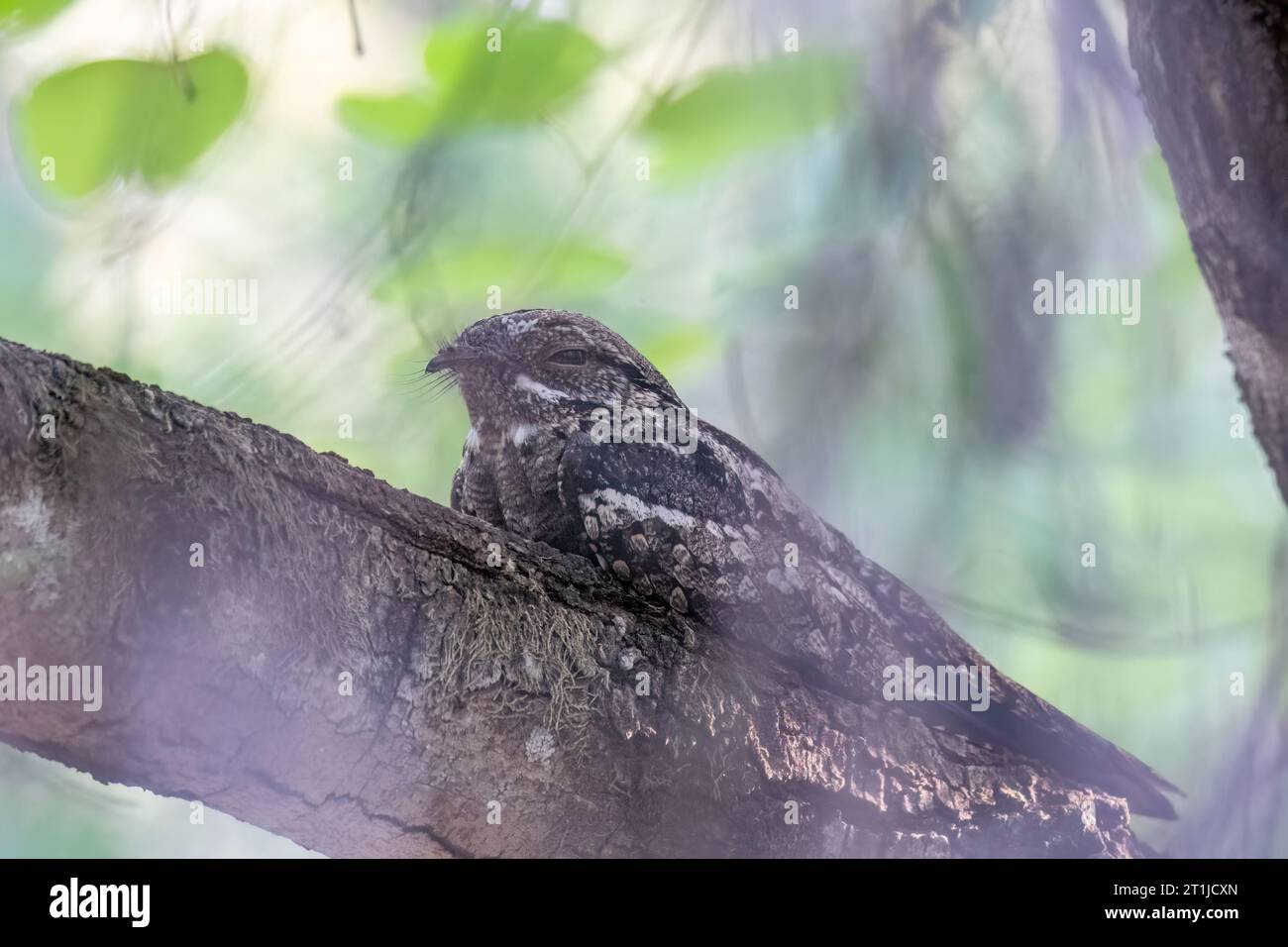 A Jungle nightjar perched on a small branch in the jungles of Pench National Park during a wildlife safari Stock Photo