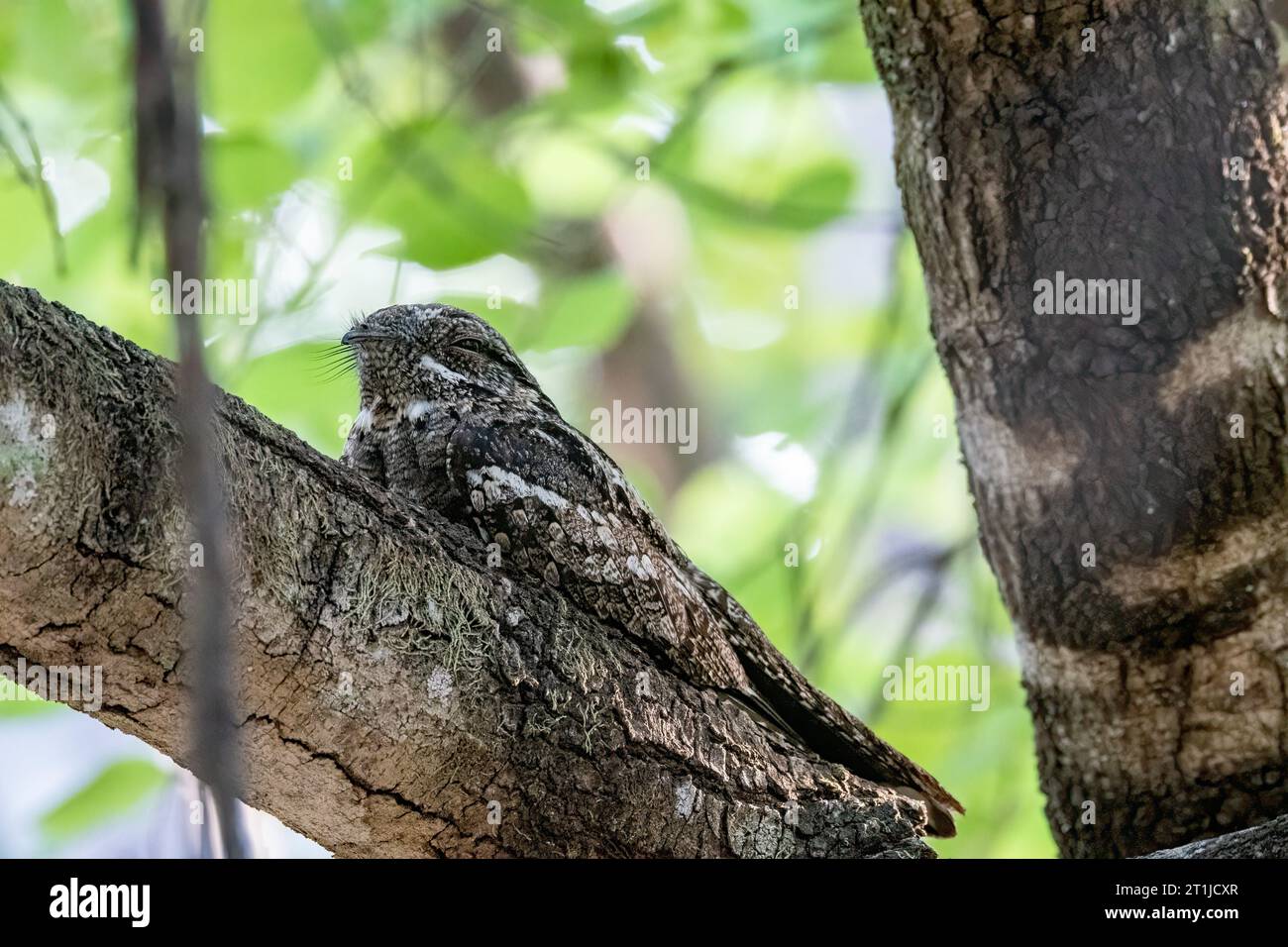 A Jungle nightjar perched on a small branch in the jungles of Pench National Park during a wildlife safari Stock Photo