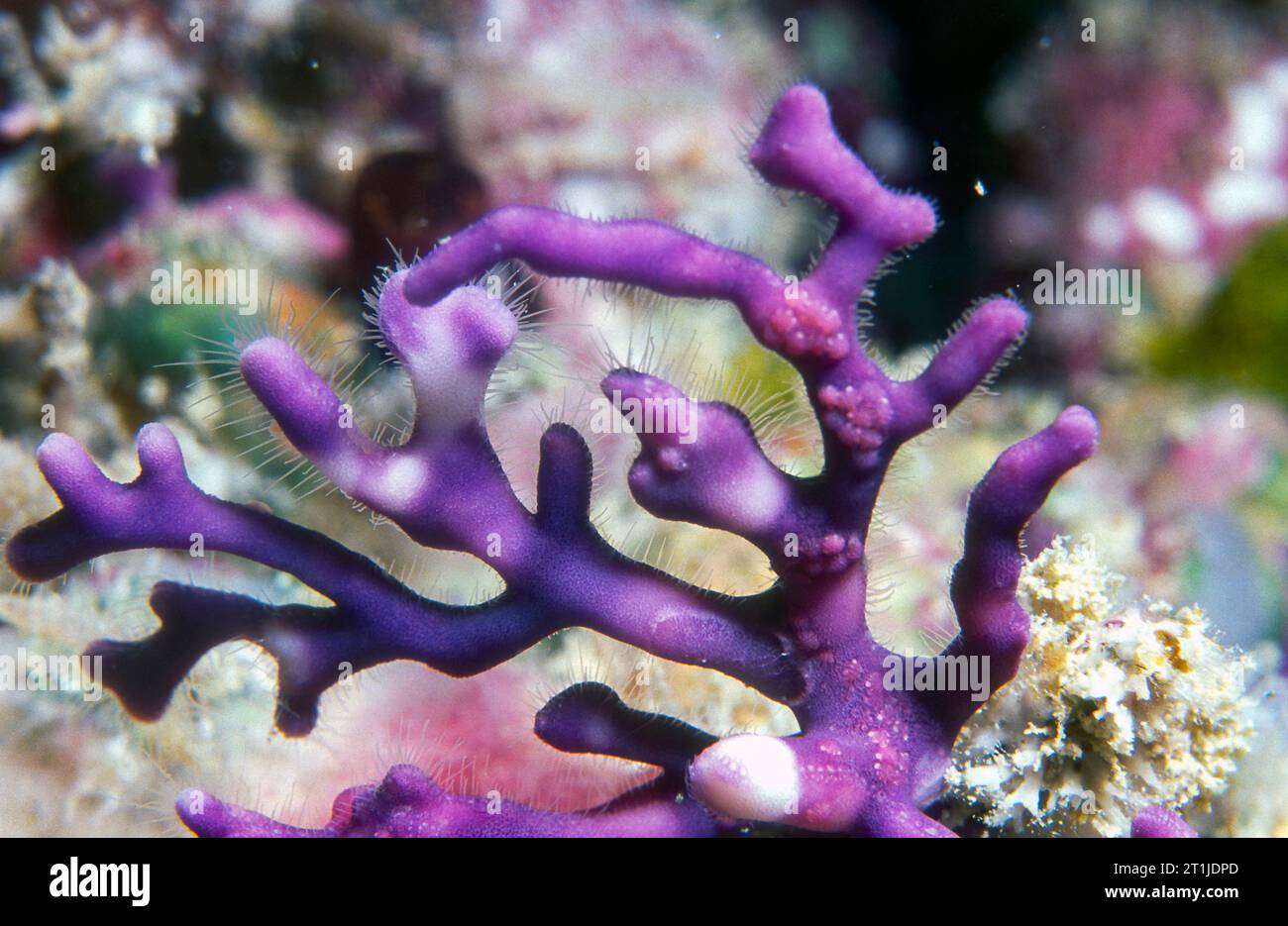 Hydrocoral (Distichopora violacea) from shallow water in the Maldives. Stock Photo