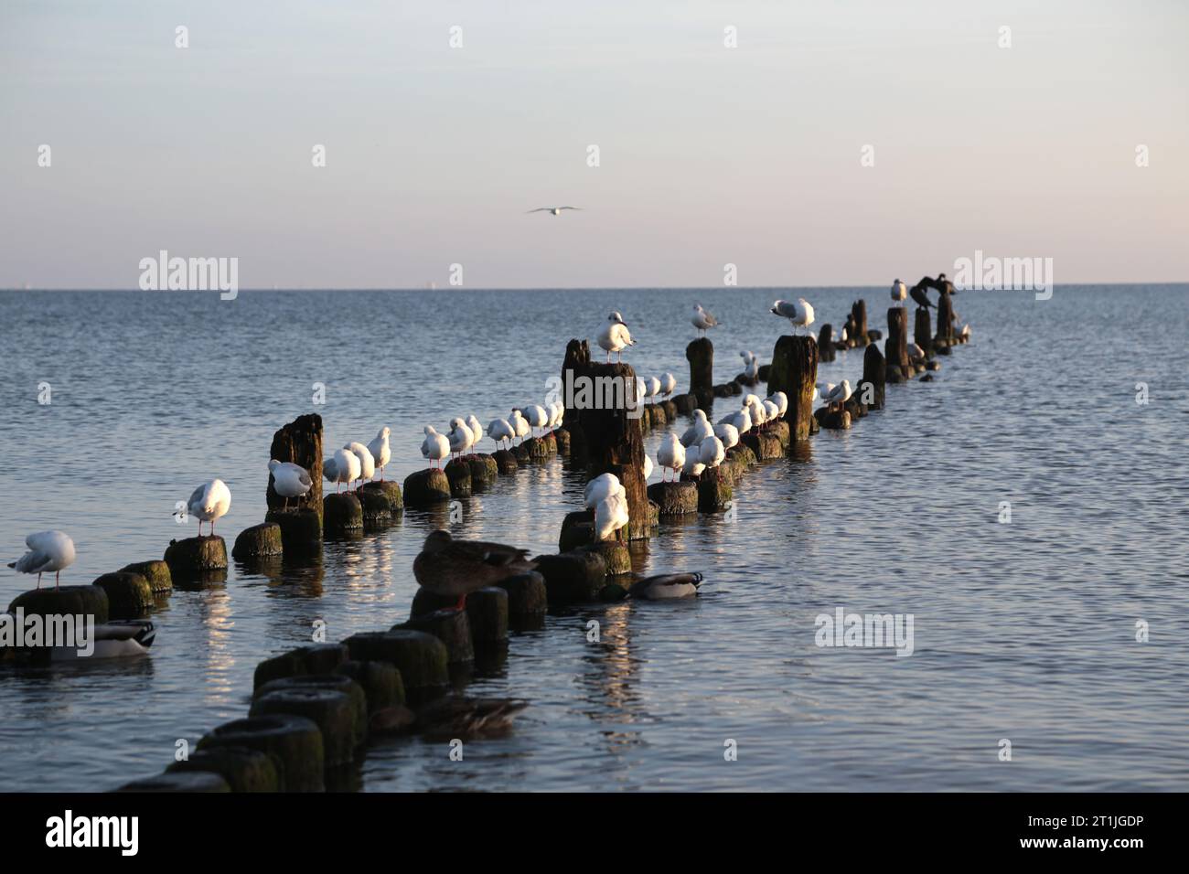 Pier Heringsdorf on the island of Usedom at sunrise Stock Photo