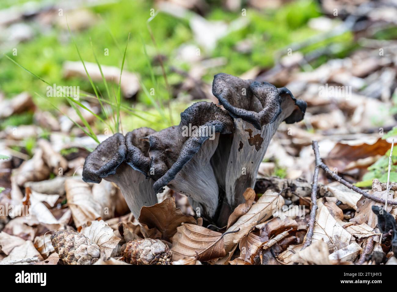 Horn of Plenty, Craterellus cornucopioides, growing in a Wensleydale woodland under Beech trees, Fagus sylvatica Stock Photo