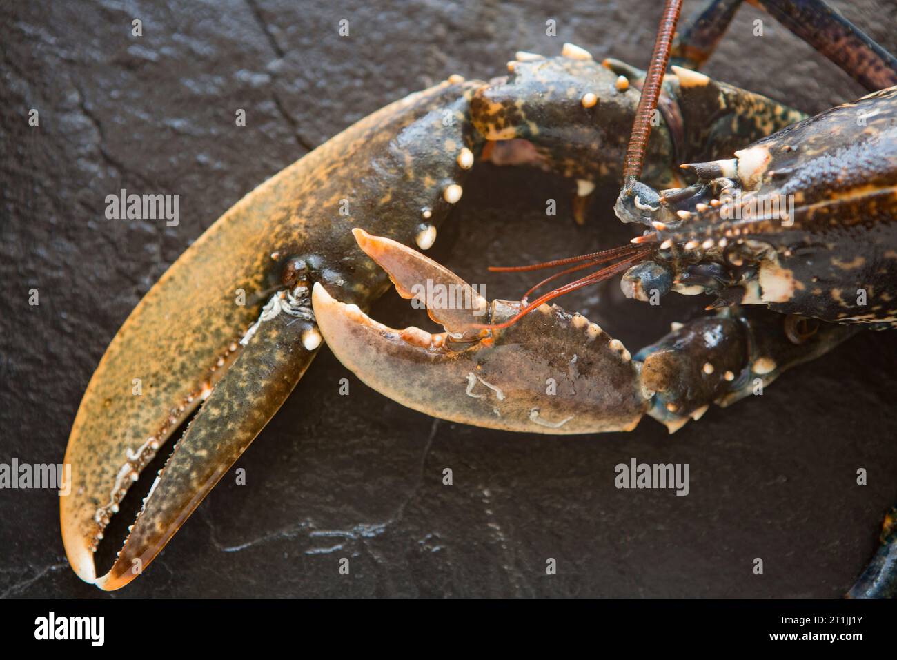 A lobster, Homarus gammarus, caught in the English Channel. It has lost